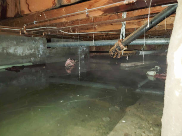 Best Water damage contractors near me  in St Stephen, SC